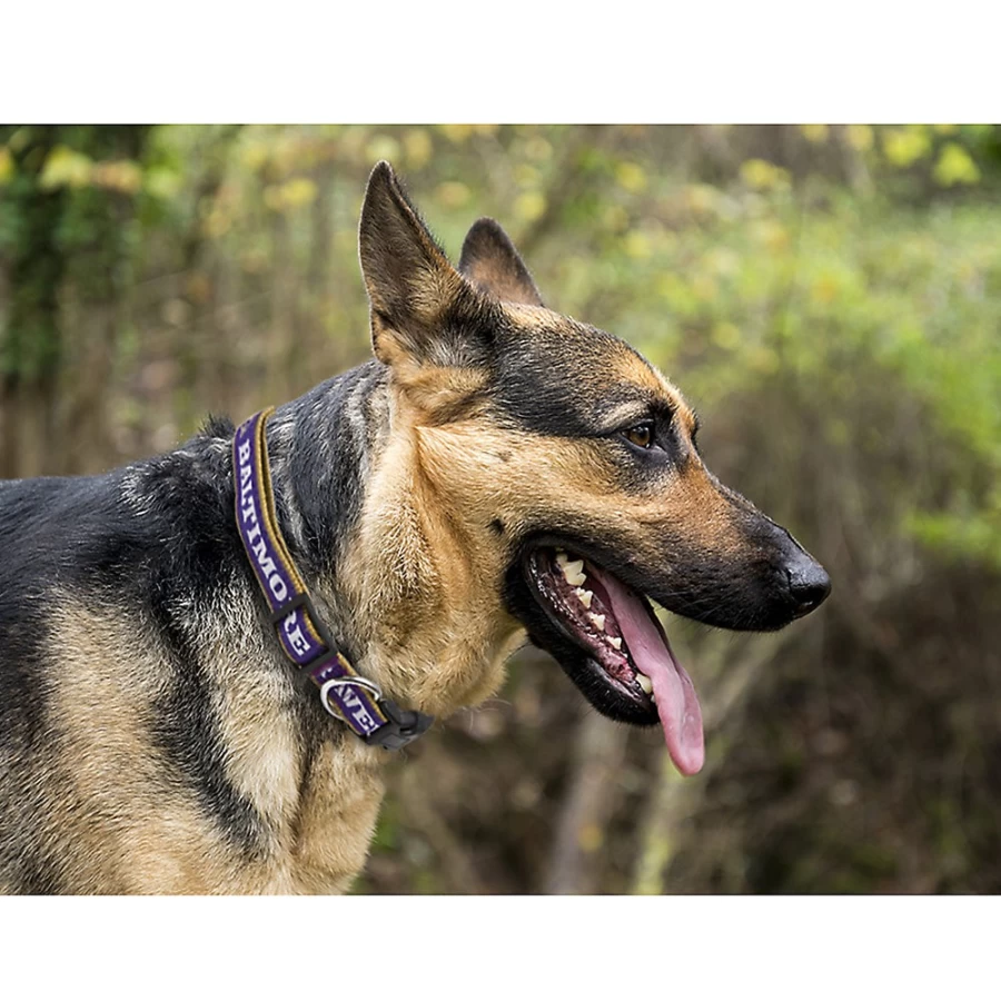 "Baltimore Ravens NFL Team Logo Dog Collar for Pets – PetSmart Official"