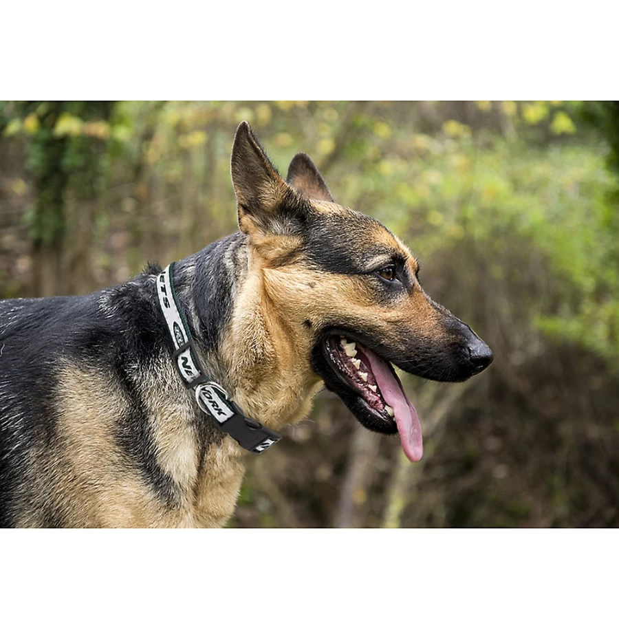 New York Jets NFL Officially Licensed Dog Collar – PetSmart Team Spirit Pet Gear