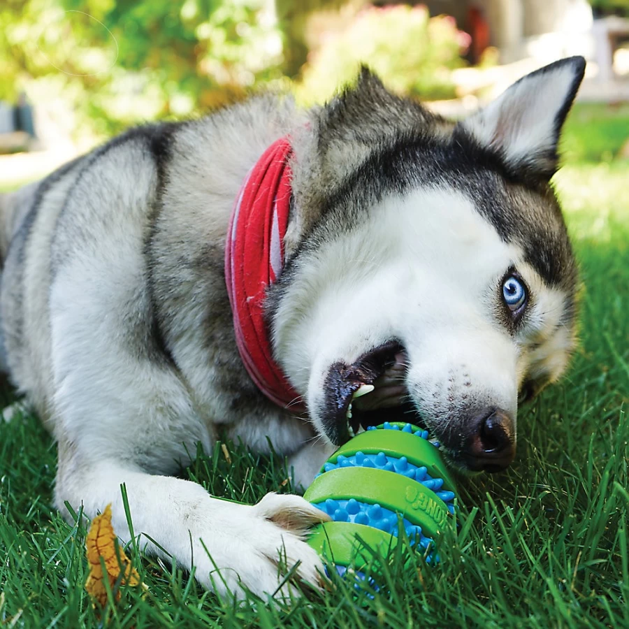 PetSmart KONG Squeezz Goomz Squeaky Football Dog Toy for Play & Chewing Fun