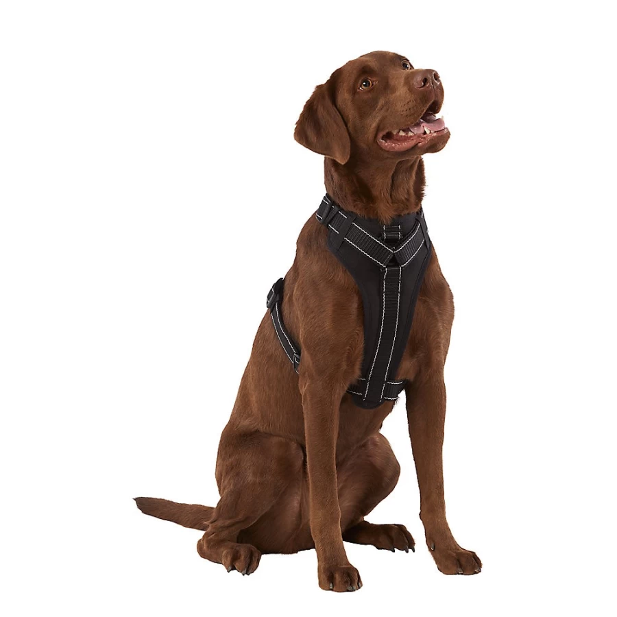 PetSmart KONG MAX Comfort Padded Neoprene Dog Harness for Secure Fit & Durability